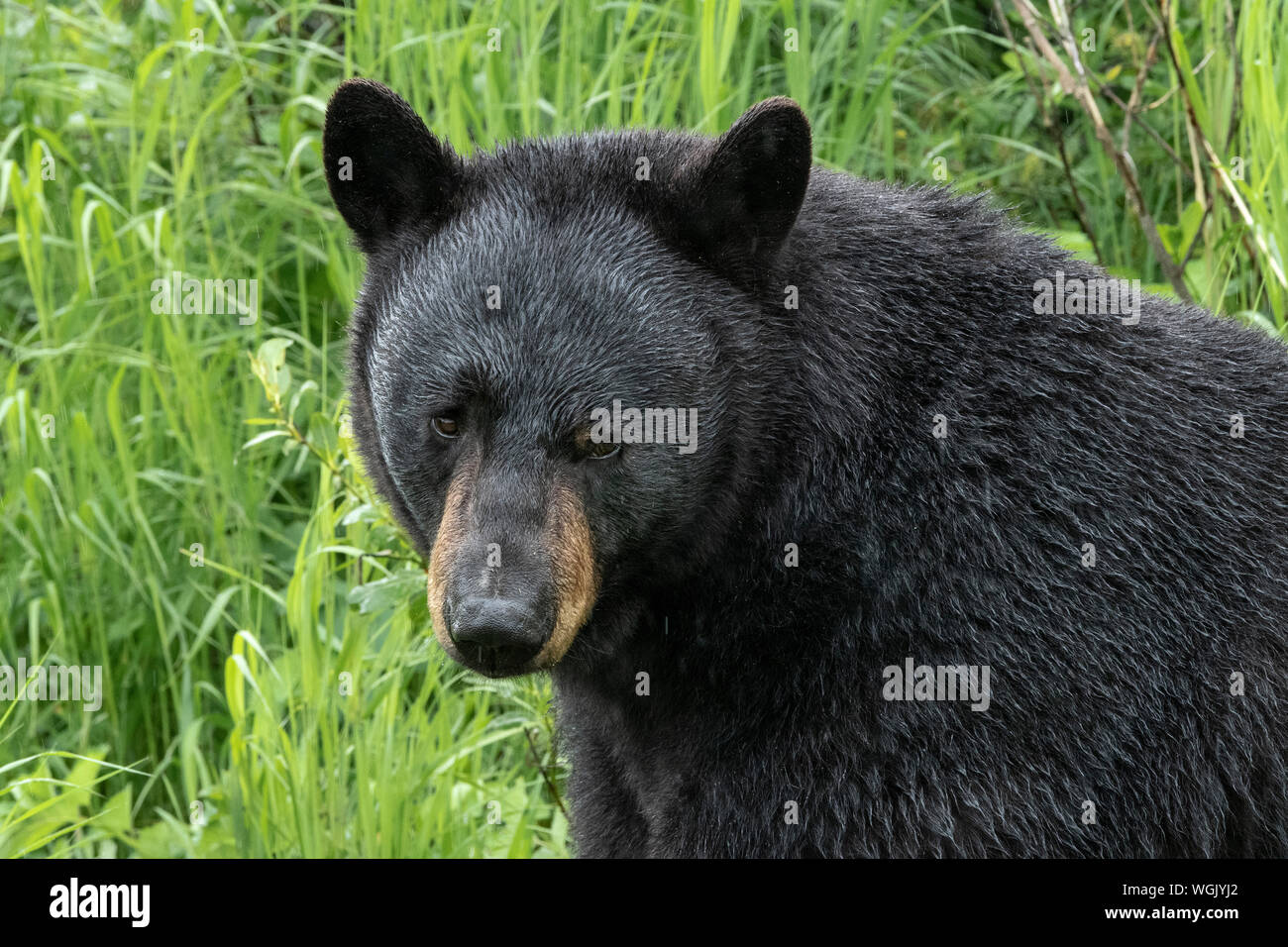 North America; United States; Alaska; Kenai Peninsula; Wildlife; American Black Bear; Ursus americanus; Summer Stock Photo