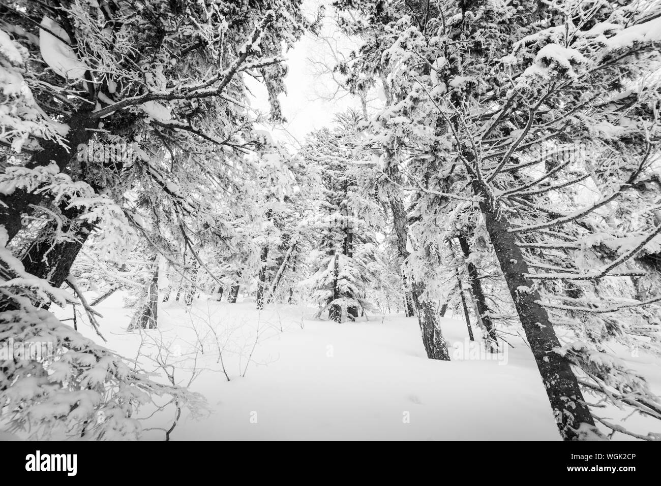 Mt. Kurodake  Hokkaido, Japan wintery hiking trail. Stock Photo