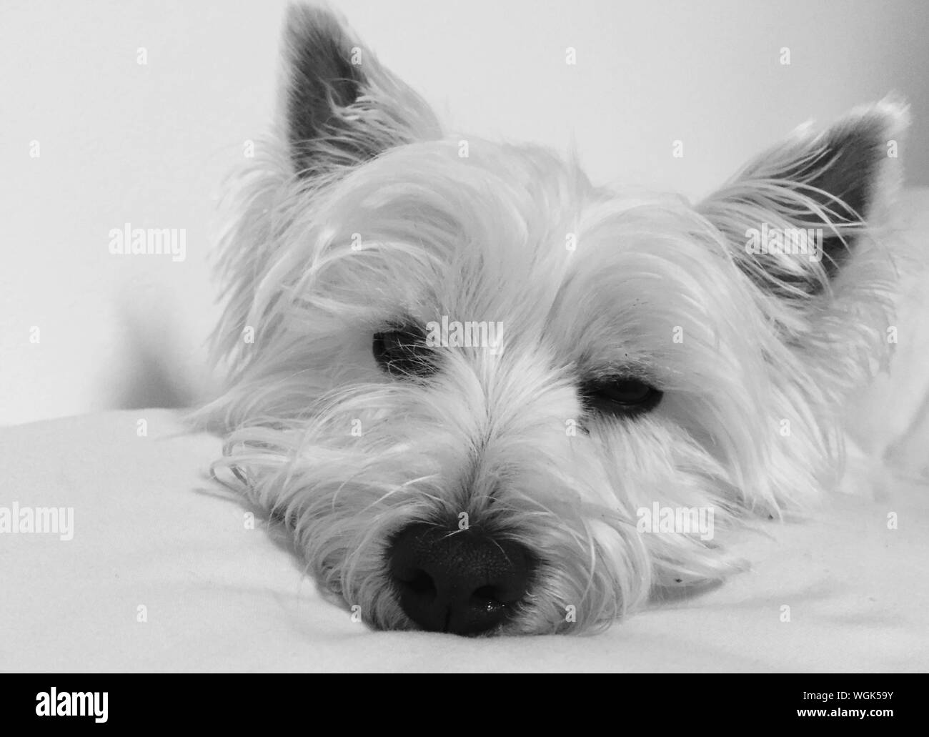 West Highland Terrier Black and White Stock Photos & Images Alamy