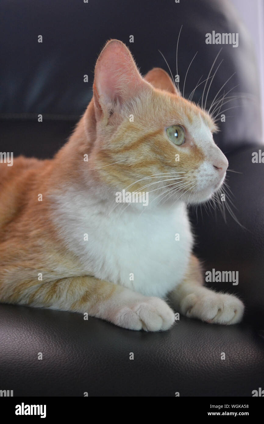 Cat Sitting On Couch Stock Photos Cat Sitting On Couch Stock