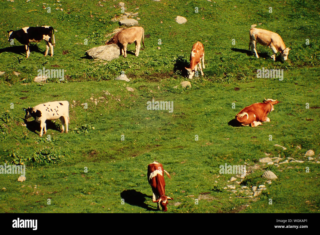 High Angle View Of Cattles Stock Photo