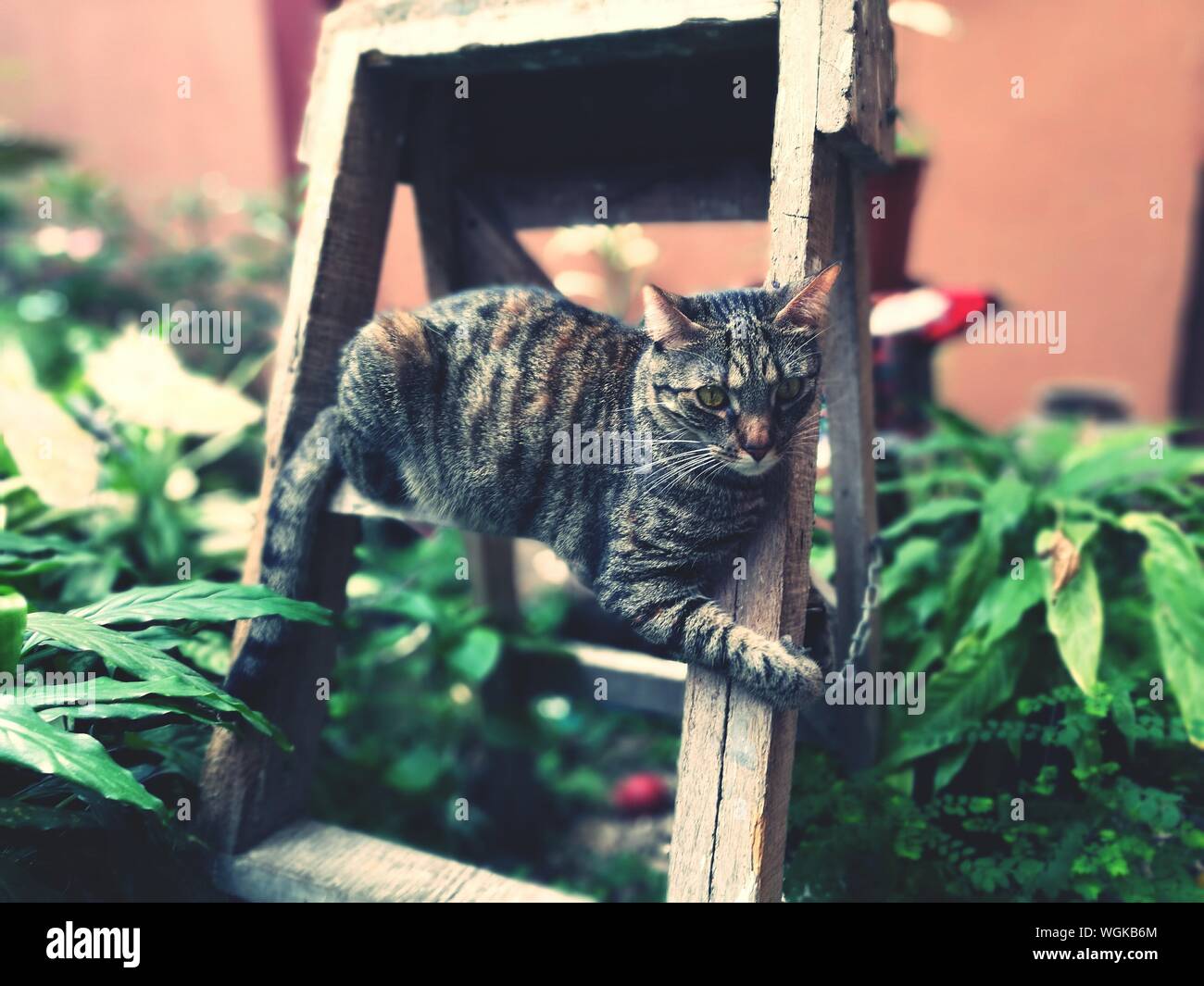 Cat on the ladder hires stock photography and images Alamy