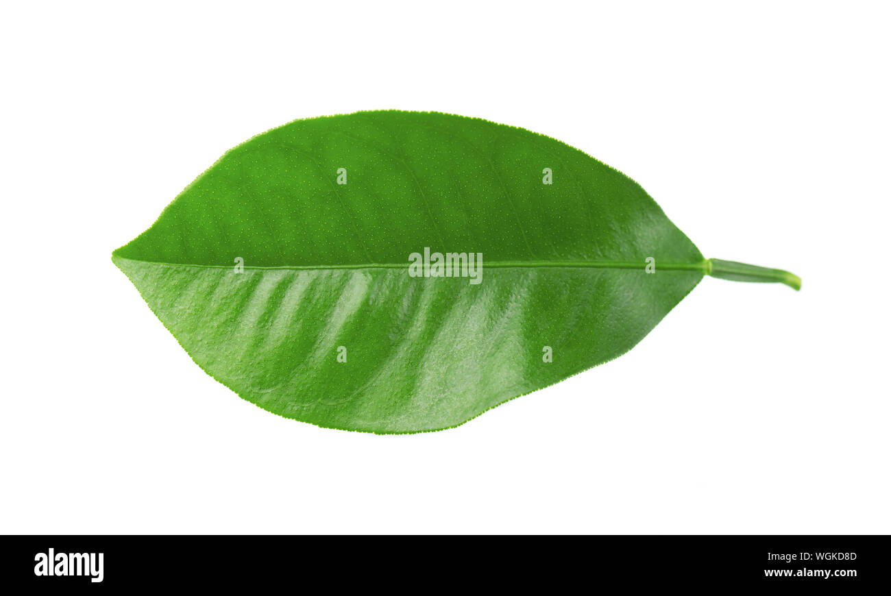 Lemon leaves isolated on white background. Branch of citrus leaf. Part
