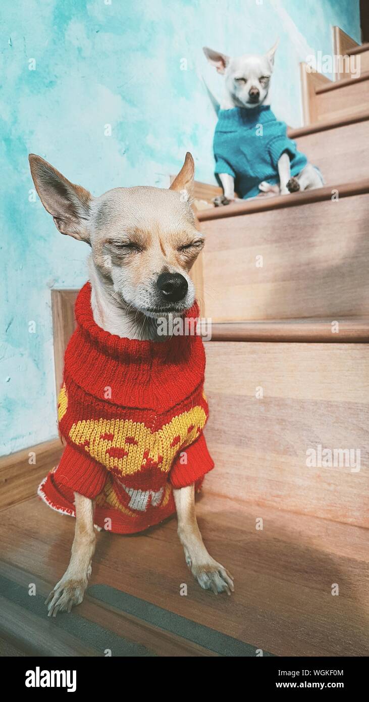 dogs wearing sweaters