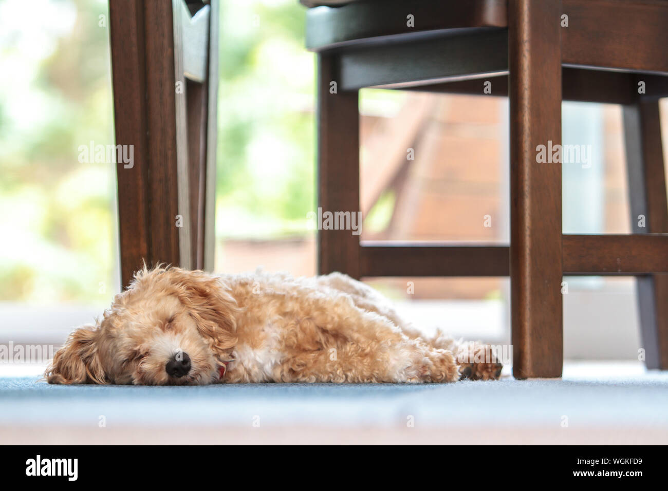 Dog Sleeping On Chair High Resolution Stock Photography and Images Alamy