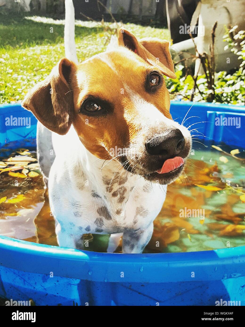 Dog In Bucket High Resolution Stock Photography and Images Alamy