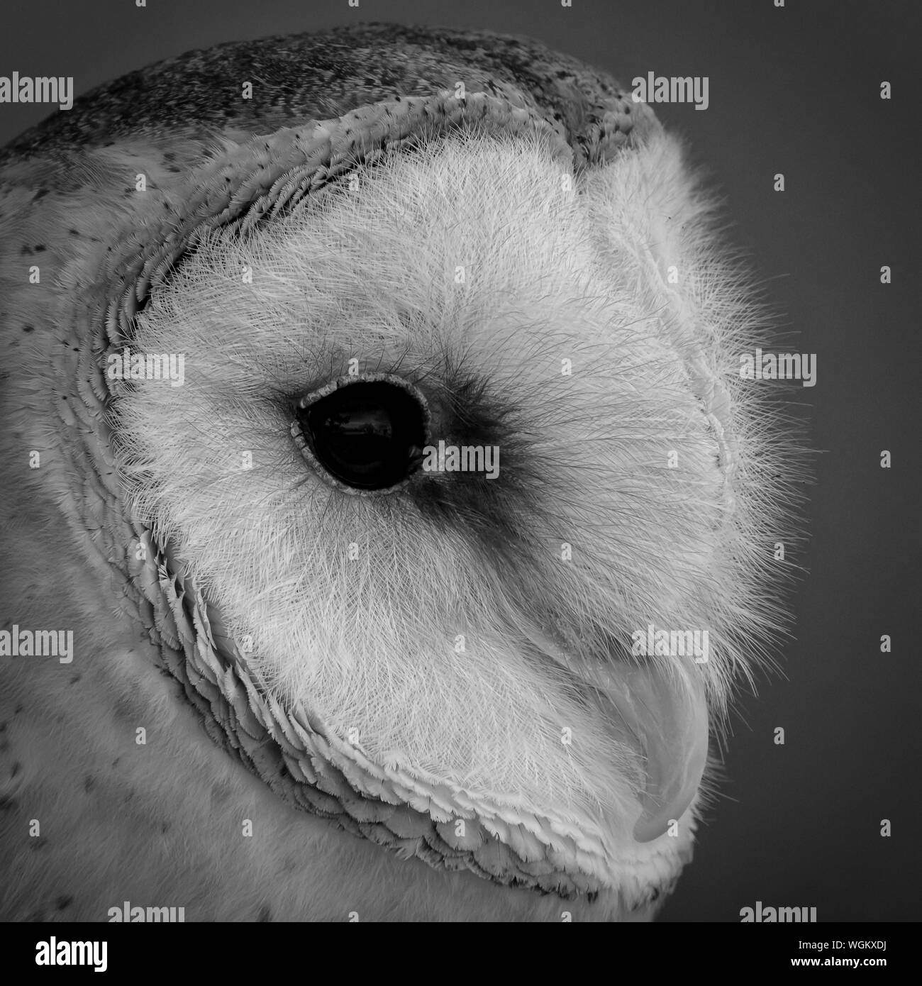 Barn Owl Profile Portrait, Extreme Close-up, B&W Stock Photo