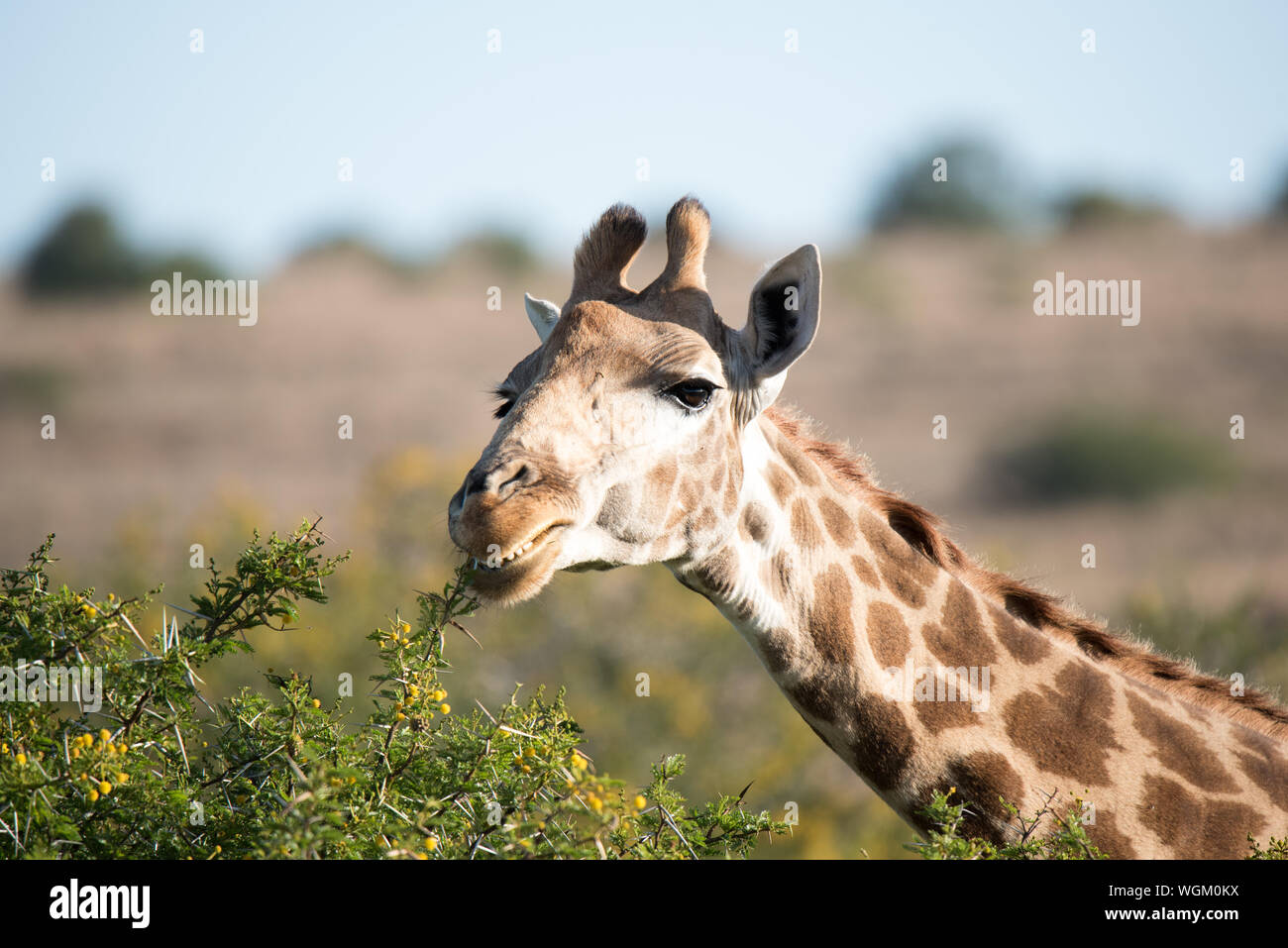Close-up Of Giraffe Eating From Plant Stock Photo