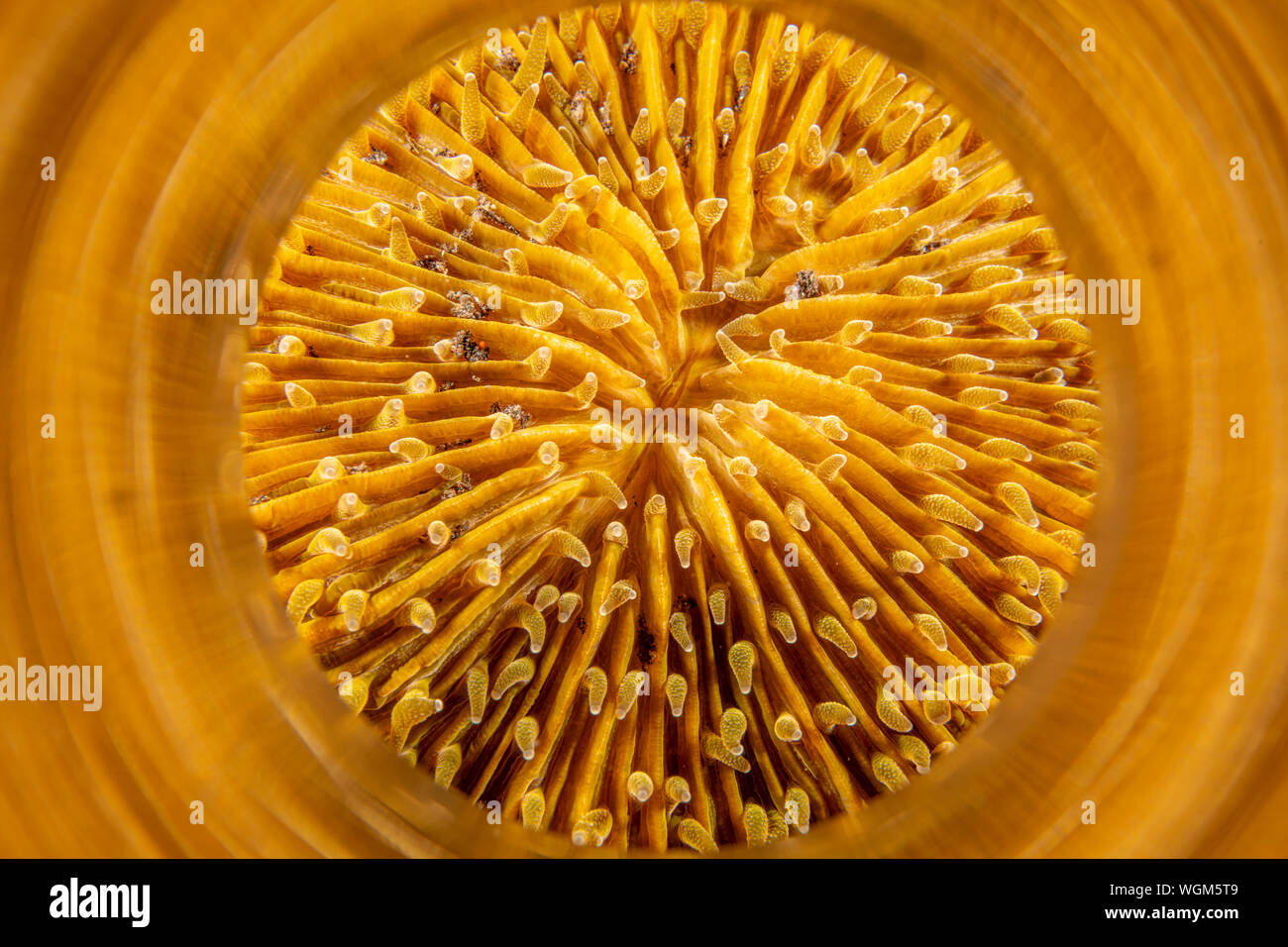 An orange razor coral from Tulemban Indonesia shows intricate patterns as its beautiful color reflects in a shiny metal tube. Stock Photo