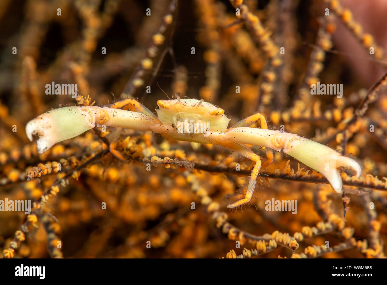 A crowned coral crab with large pincers rests in some gorgonian coral Stock Photo