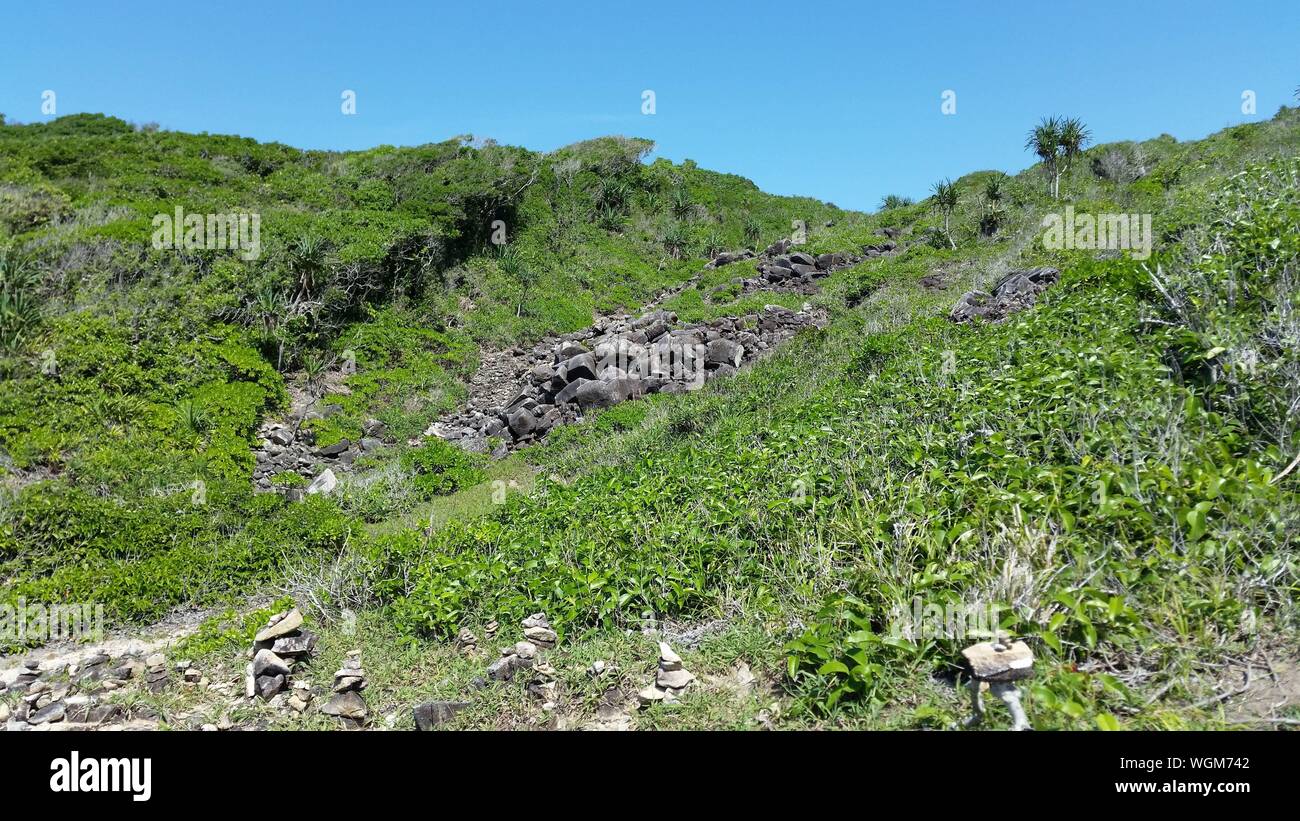 Low Angle View Of Plants Growing On Mountain Stock Photo
