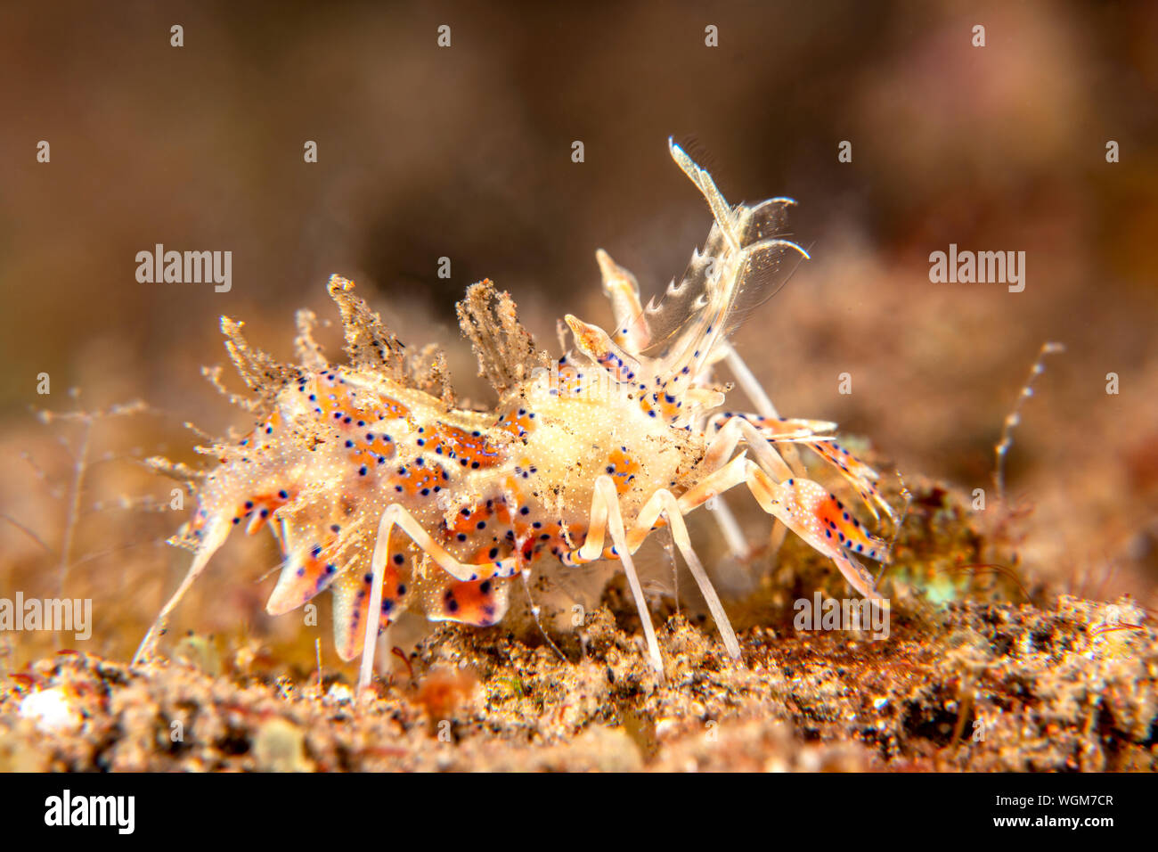 An invertebrate tiger shrimp from Tulamben, Indonesia walks across a reef ledge in search of food. Stock Photo