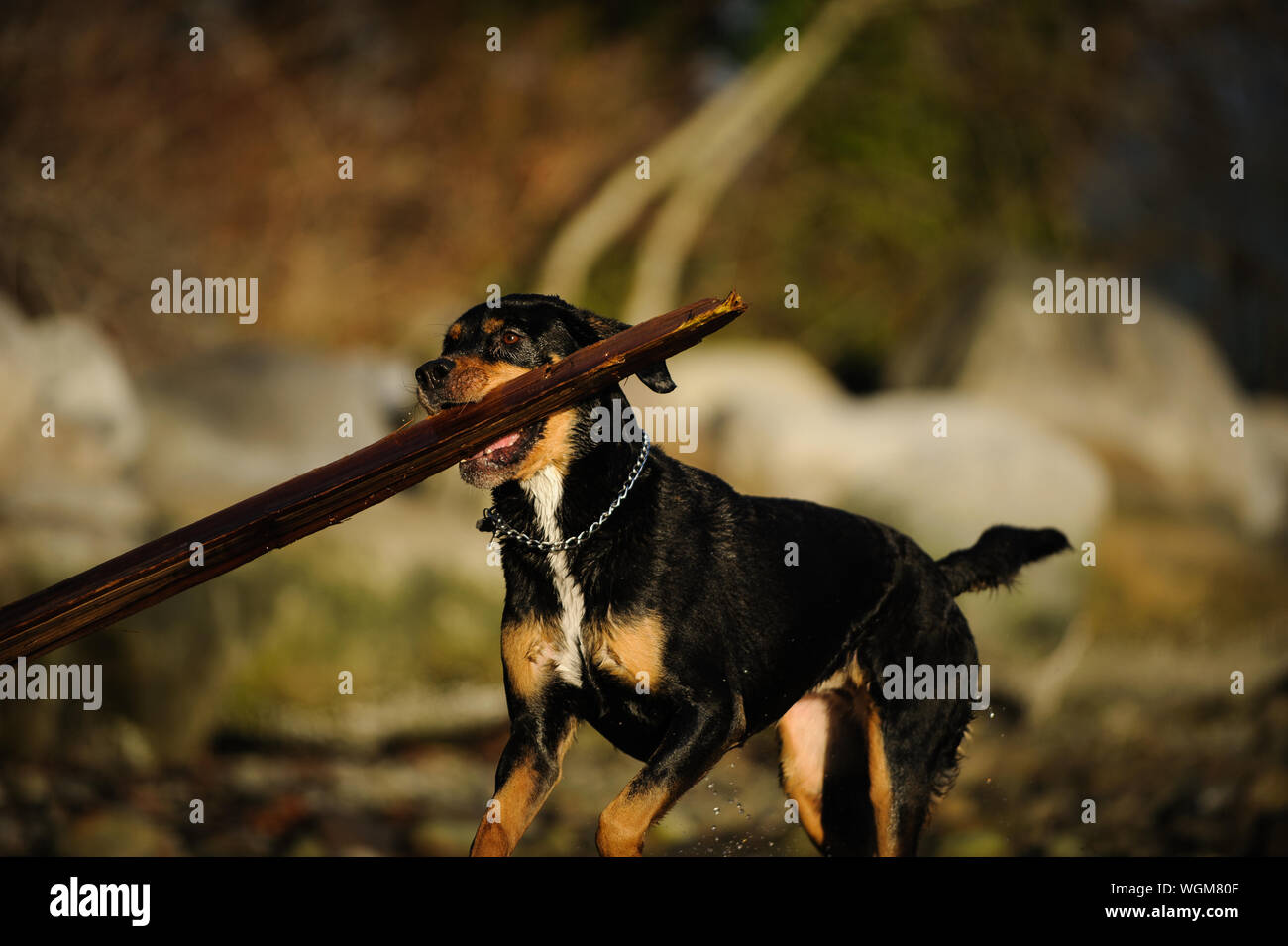 Dog Carrying Stick In Mouth Stock Photo Alamy