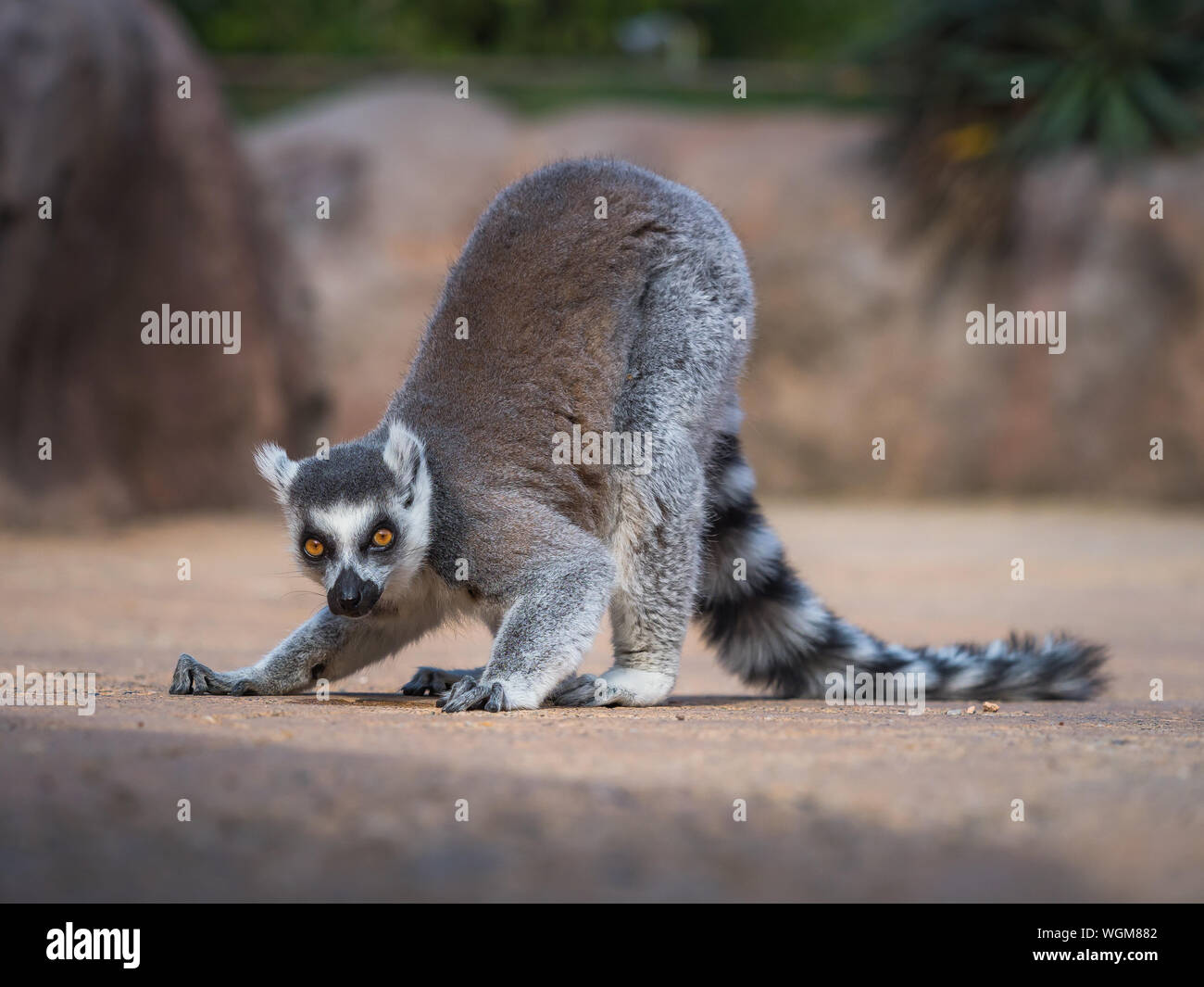 Ring tailed lemur (Lemur catta Linnaeus) from Madagascar looking into camera while searching food on the floor Stock Photo