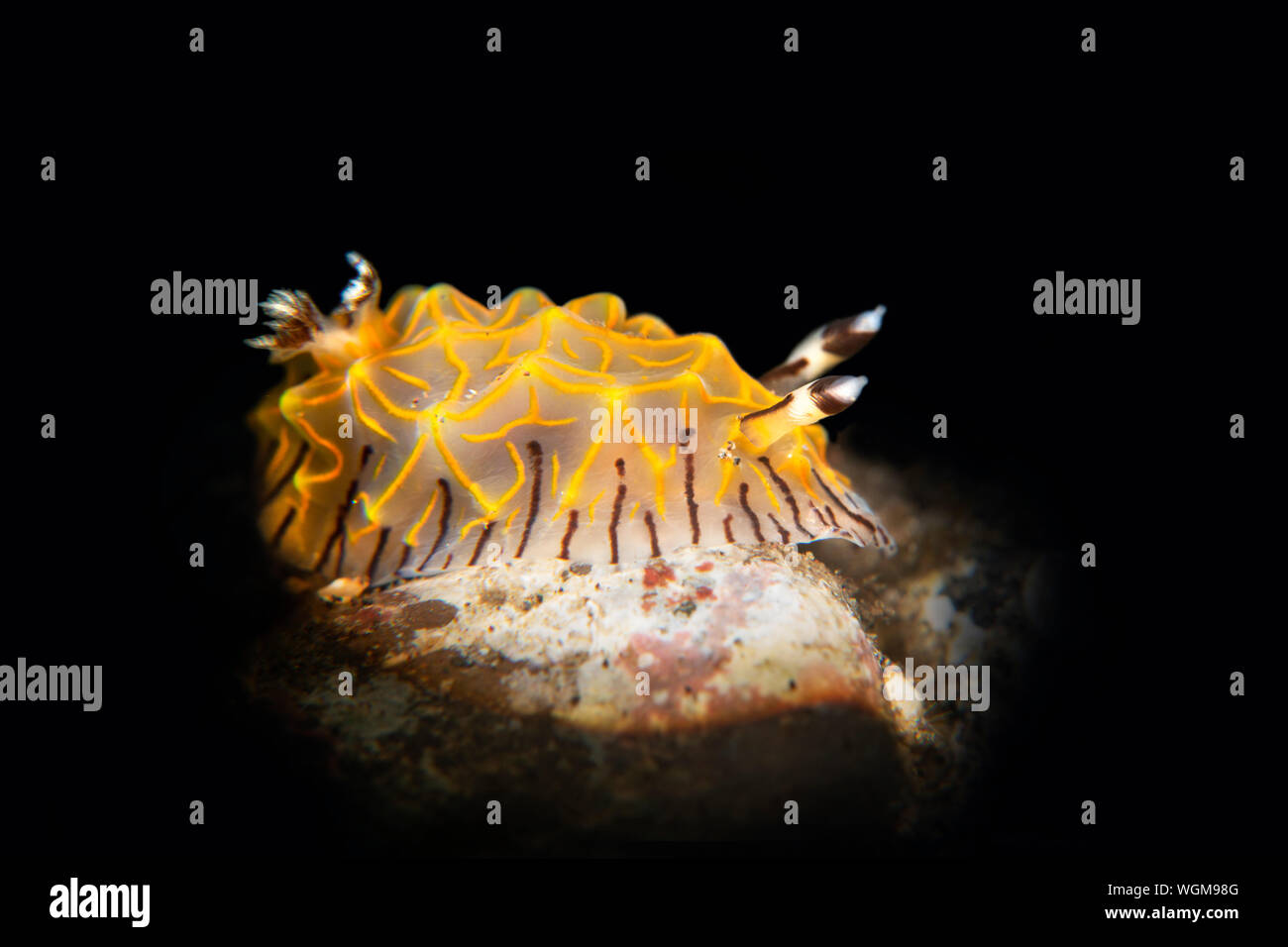 A beautiful gold laced nudibranch crawls over a reef in Tulamben Indonesia. Stock Photo