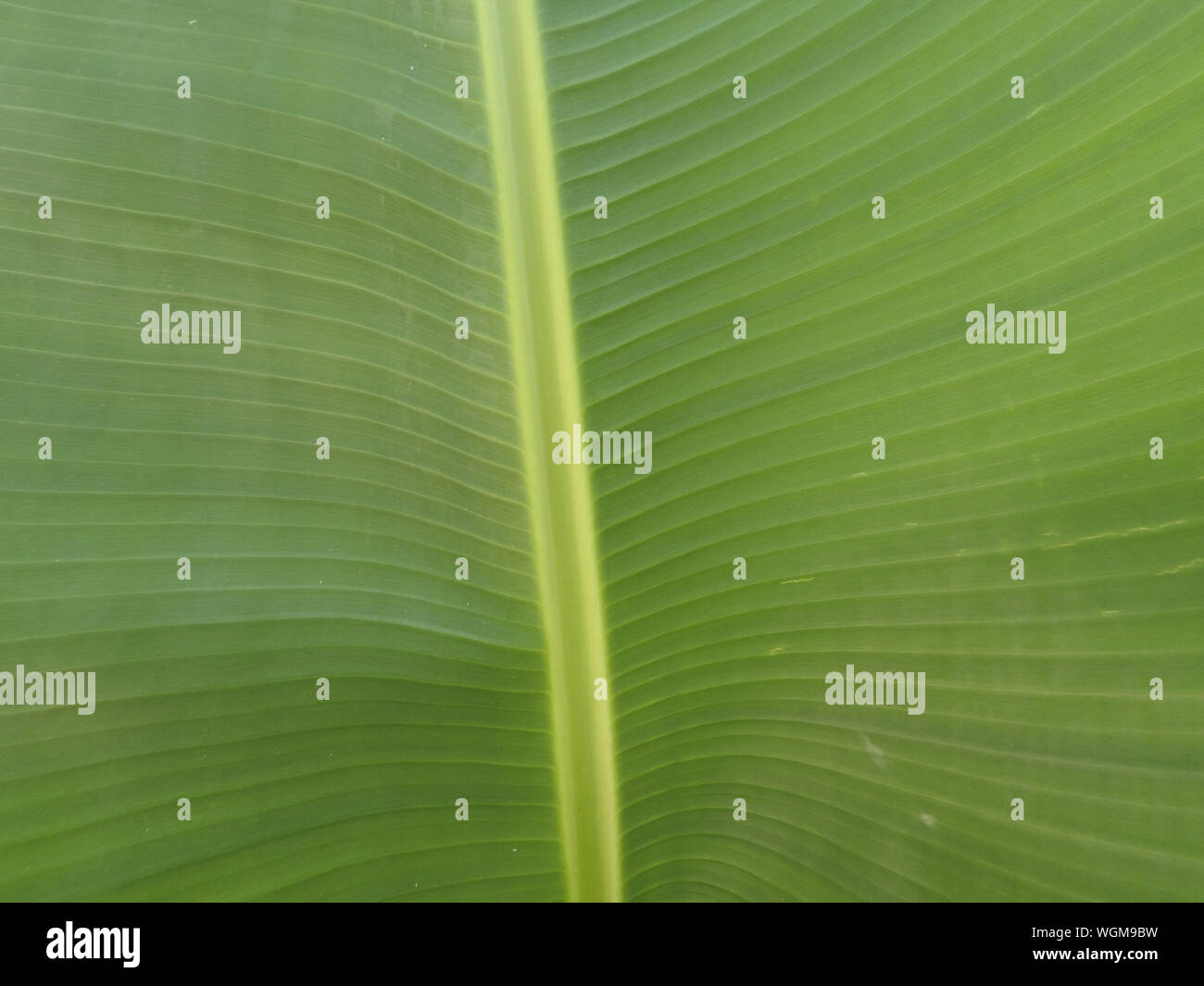 Full Frame Shot Of Banana Leaf Stock Photo