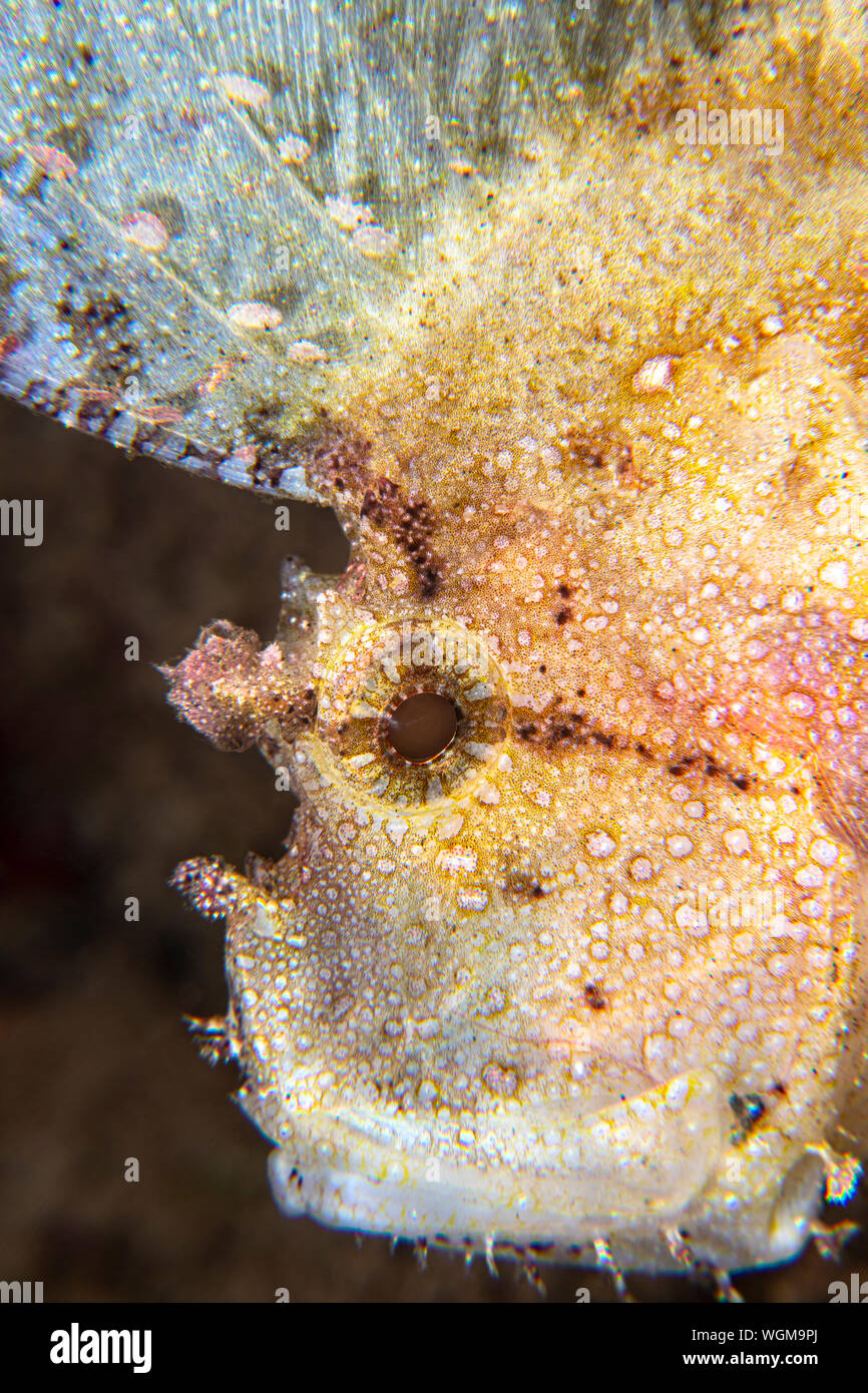 A white leaf scorpionfish on a rocky reef in Indonesia rests on a reef waiting to target prey. Stock Photo