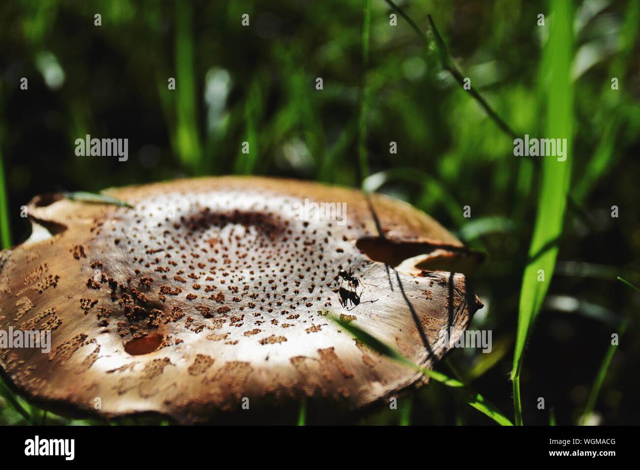 Animal eating mushroom hires stock photography and images Alamy