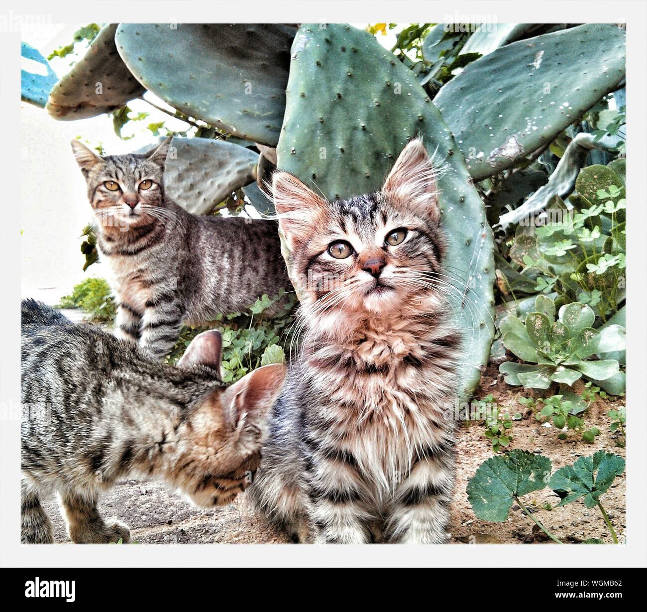 Cat And Cactus High Resolution Stock Photography and Images Alamy