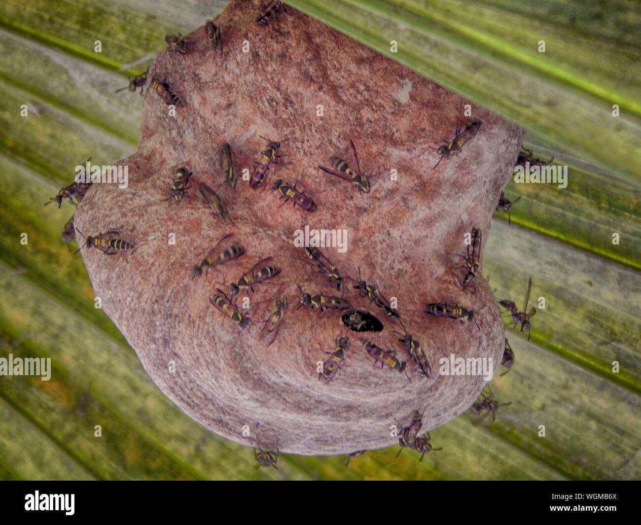 Large wasps nest hires stock photography and images Alamy