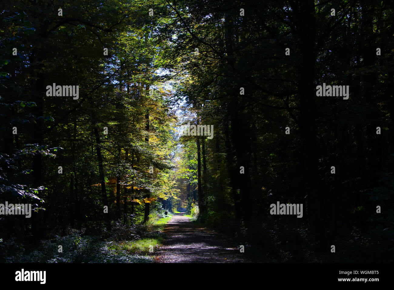 Stuttgart forest hi-res stock photography and images - Alamy