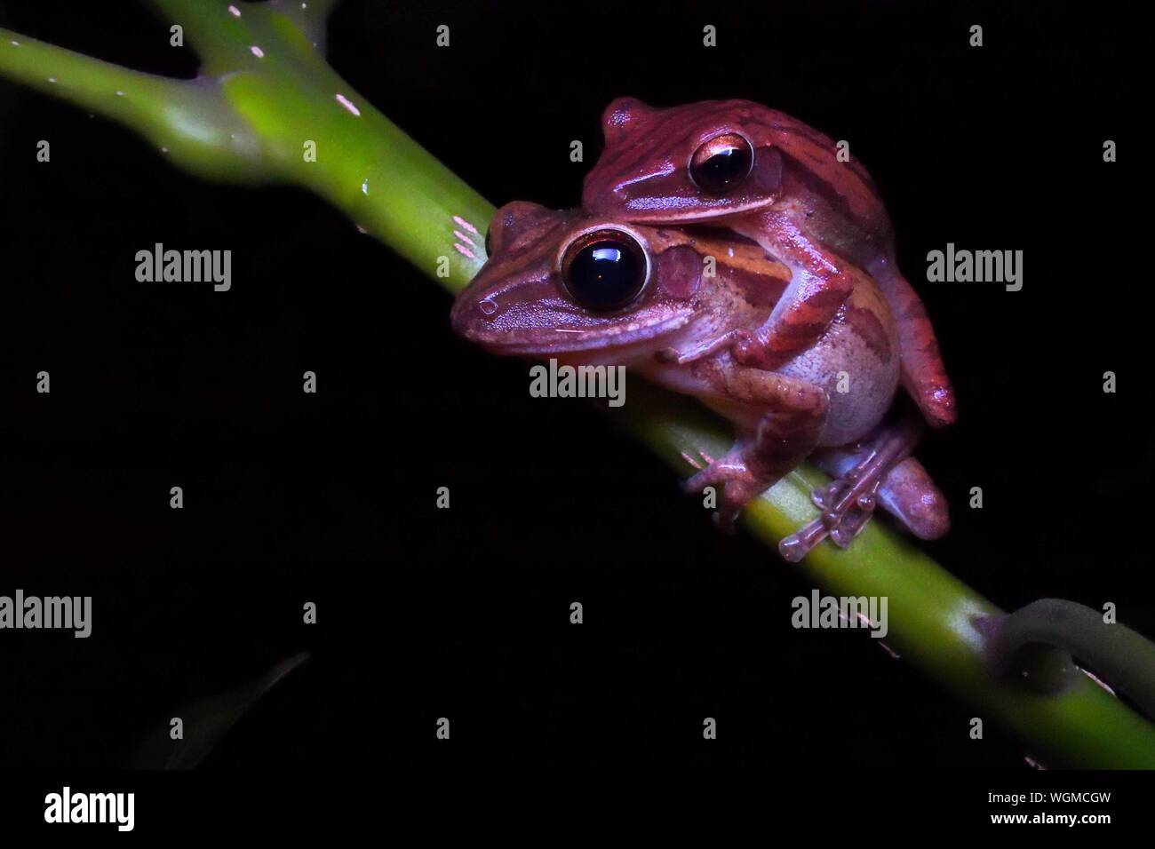 Close-up Of Four-lined Tree Frogs On Plant Stem Stock Photo