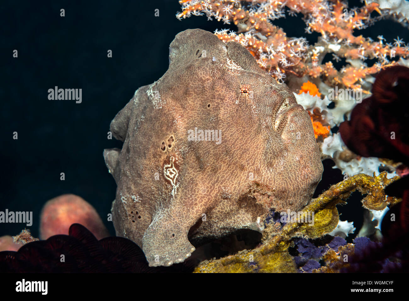 A brown frogfish in Tulamben Indonesia rests on a reef waiting for a small fish to swim by so he can eat it. Stock Photo