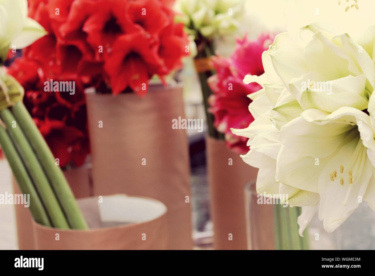 Red And White Flowers In Vases Stock Photo Alamy