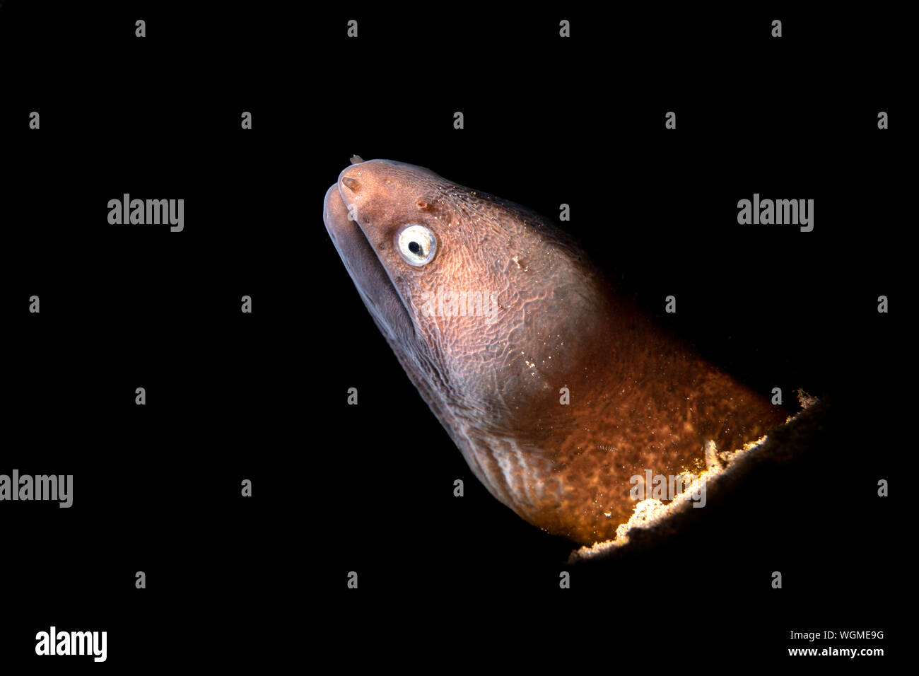 A white eyed moray eel photographed with a light snoot pokes out of a reef crevice Stock Photo