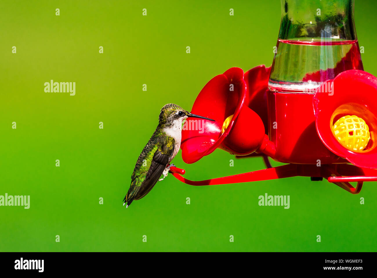 Closeup of juvenile Ruby-throated hummingbird standing on red plastic hummingbird feeder. Stock Photo