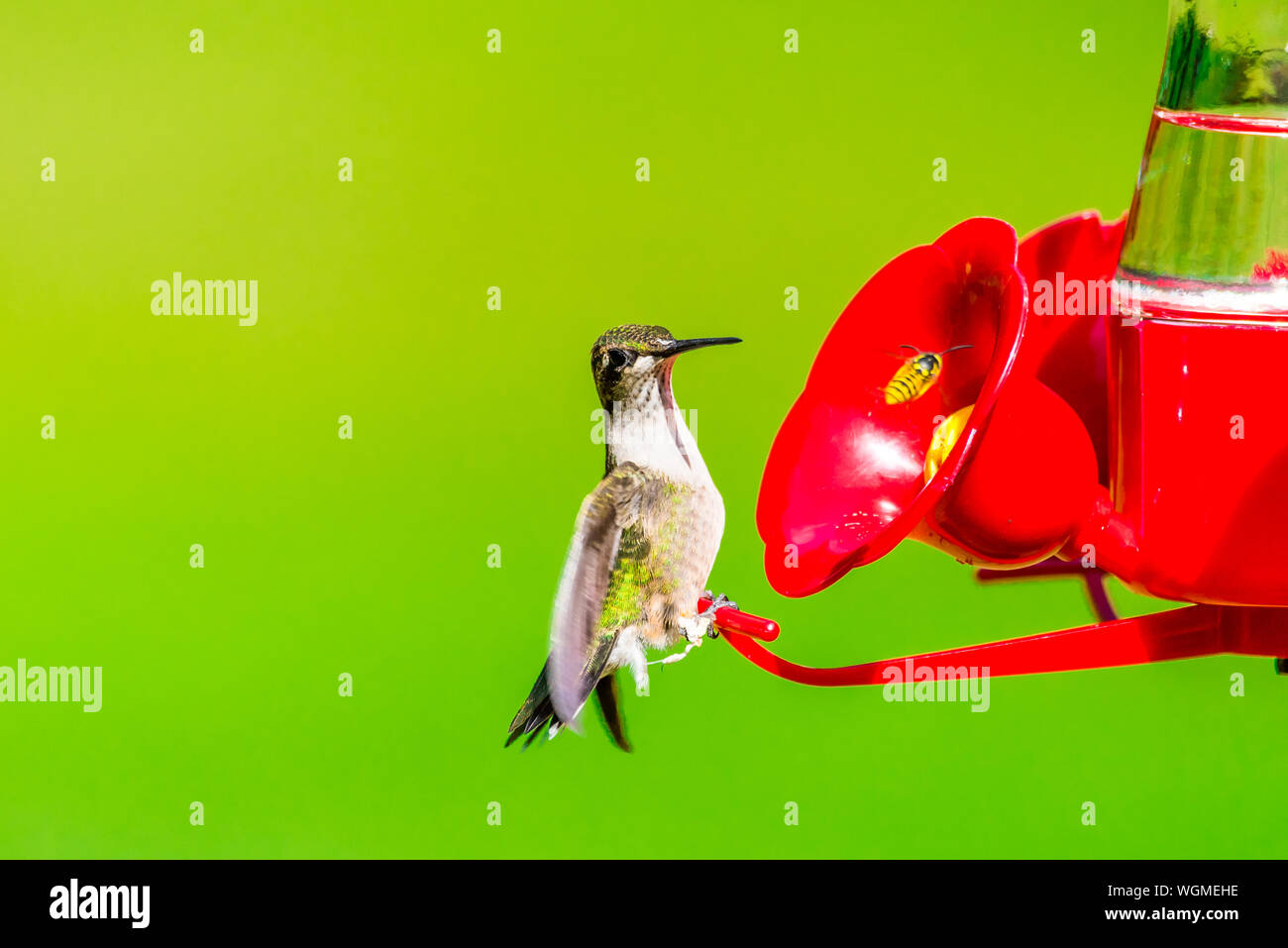 Closeup Of Juvenile Ruby Throated Hummingbird Standing On Red