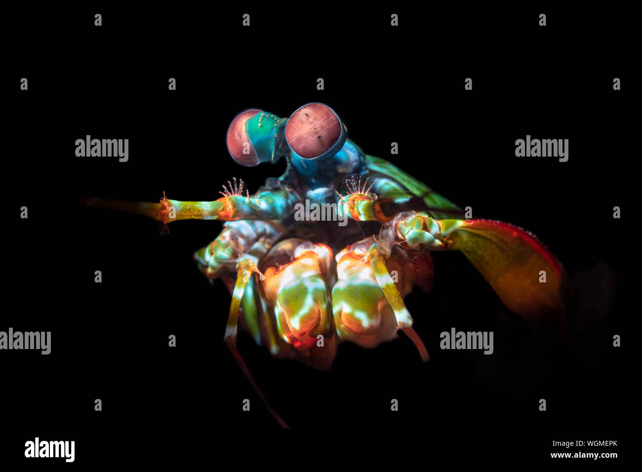 A vibrantly colorful mantis shrimp, lit with a light snoot, peeks out of its burrow.  They are thought to have the most complex eyes in the animal kin Stock Photo