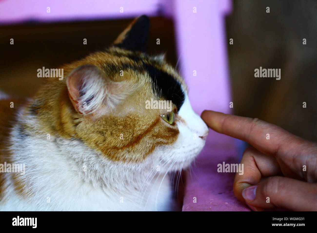 Cat nose touching finger hires stock photography and images Alamy