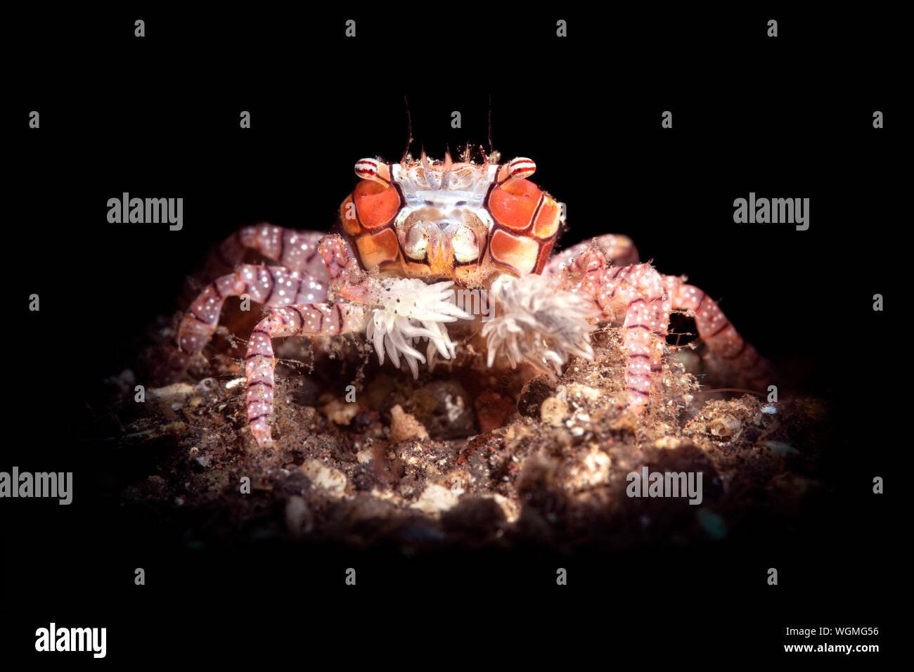 Small boxer crab, lit with a light snoot, carries around a small sea anemone in each claw, resembling a boxer with gloves or cheerleader with pom-poms Stock Photo