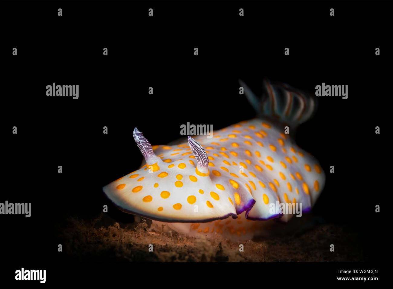 A colorful white gypsy nudibranch crawls across the sandy bottom at night. Stock Photo