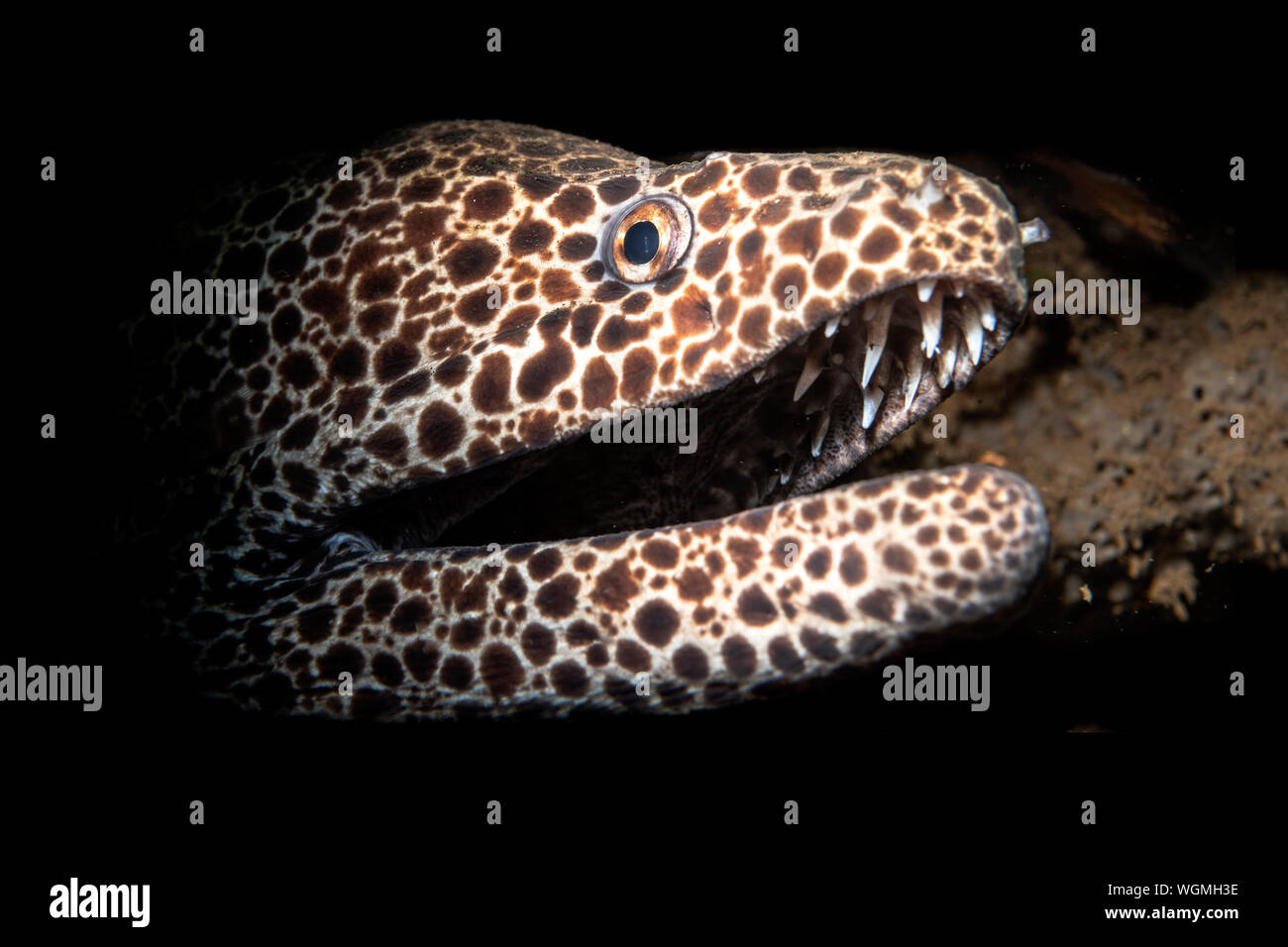 A beautiful laced moray eel peers out of its tropical reef crevice, The open mouth is its way of breathing as it pumps fresh seawater through its gill Stock Photo