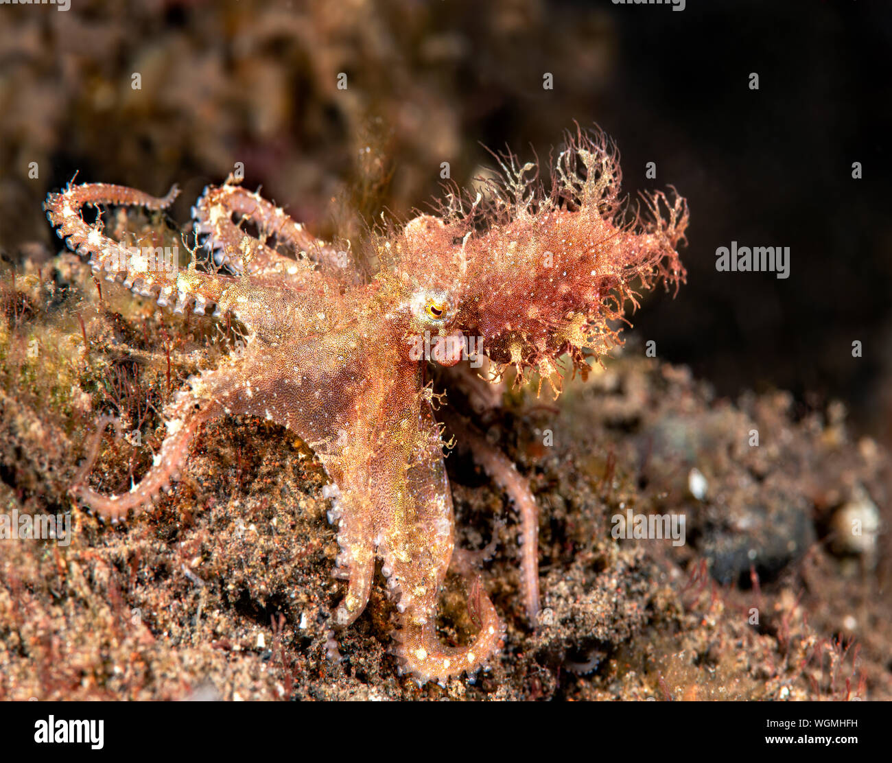 A rare capture of a small hairy octopus shot on a reef in Bali Indonesia.  This is an elusive cephalopod and is very seldom photographed in the open. Stock Photo