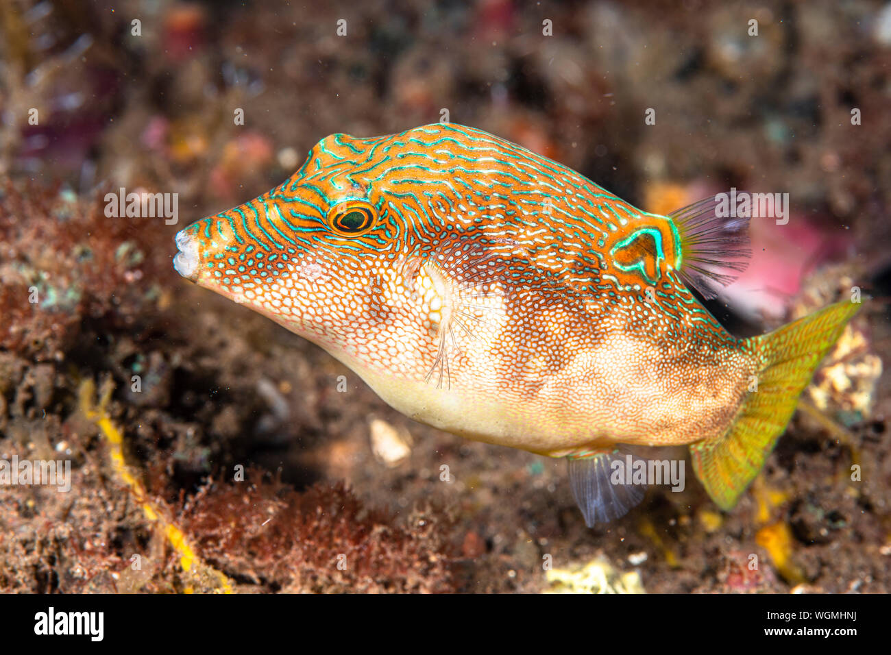 A small fish called fingerprint toby, or compressed toby, inhabits the shallow waters of Indonesia and exhibits colorful striations of green, orange a Stock Photo