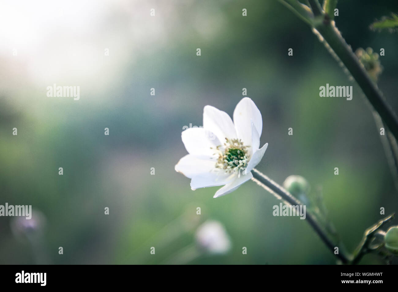 Close-up Of White Flower Growing Outdoors Stock Photo