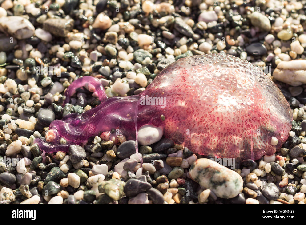 close up of beached colorful jellyfish layed on shingle beach Stock Photo