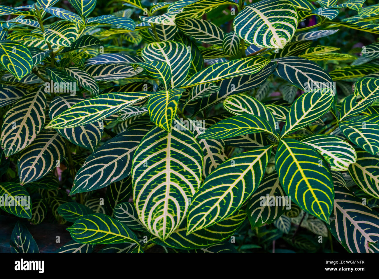 closeup of the leaves of a zebra plant, sanchezia species, natural background of green with yellow leaves, tropical garden plants Stock Photo
