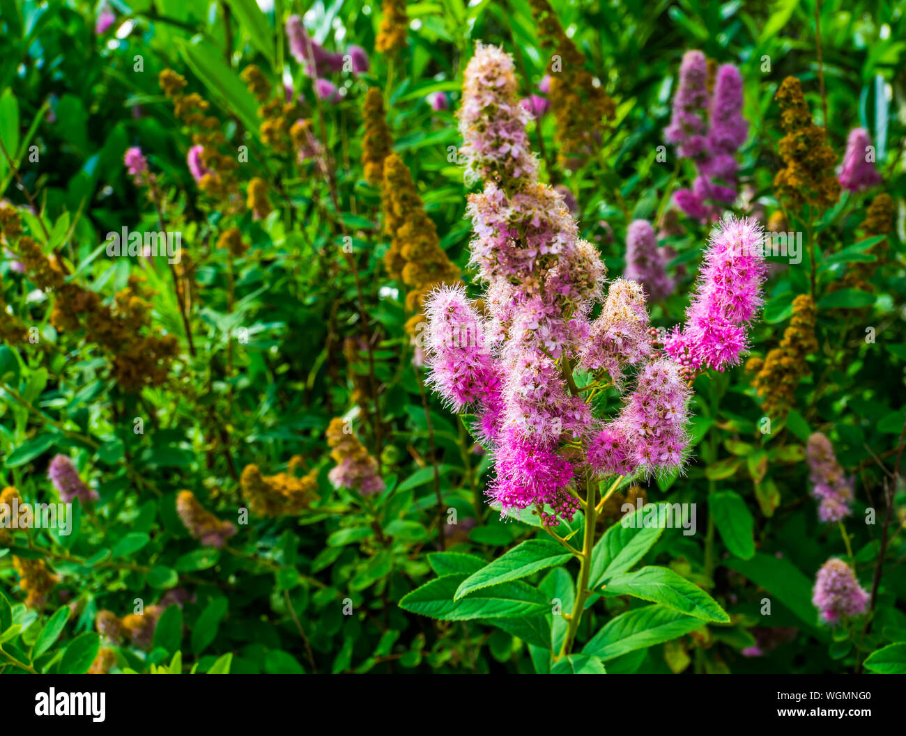 Hardhack steeplebush with colorful flowers in bloom, tropical plant specie from America, Ornamental garden flower, nature background Stock Photo