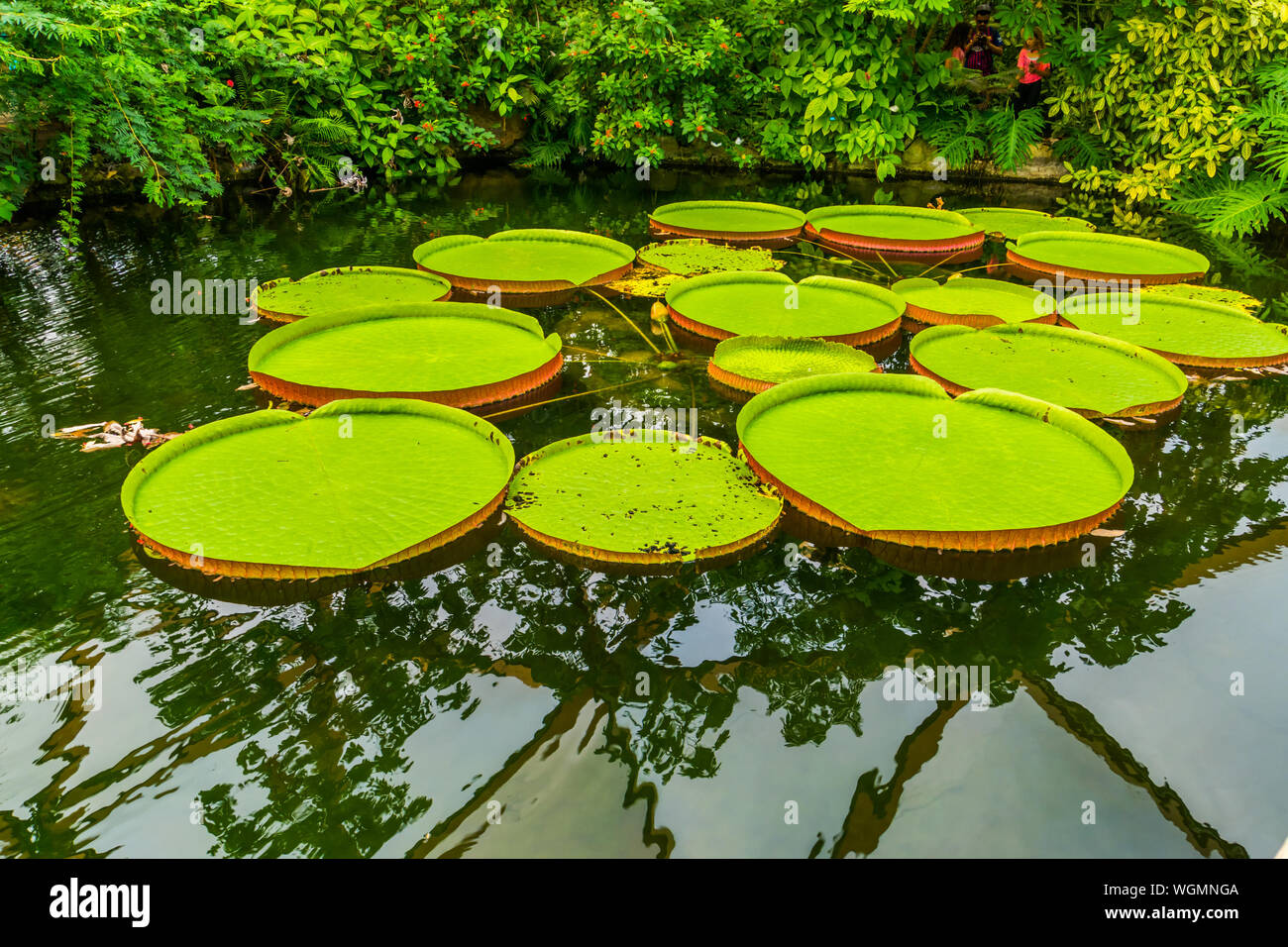 Queen victoria water lily, tropical aquatic flowering plant with large