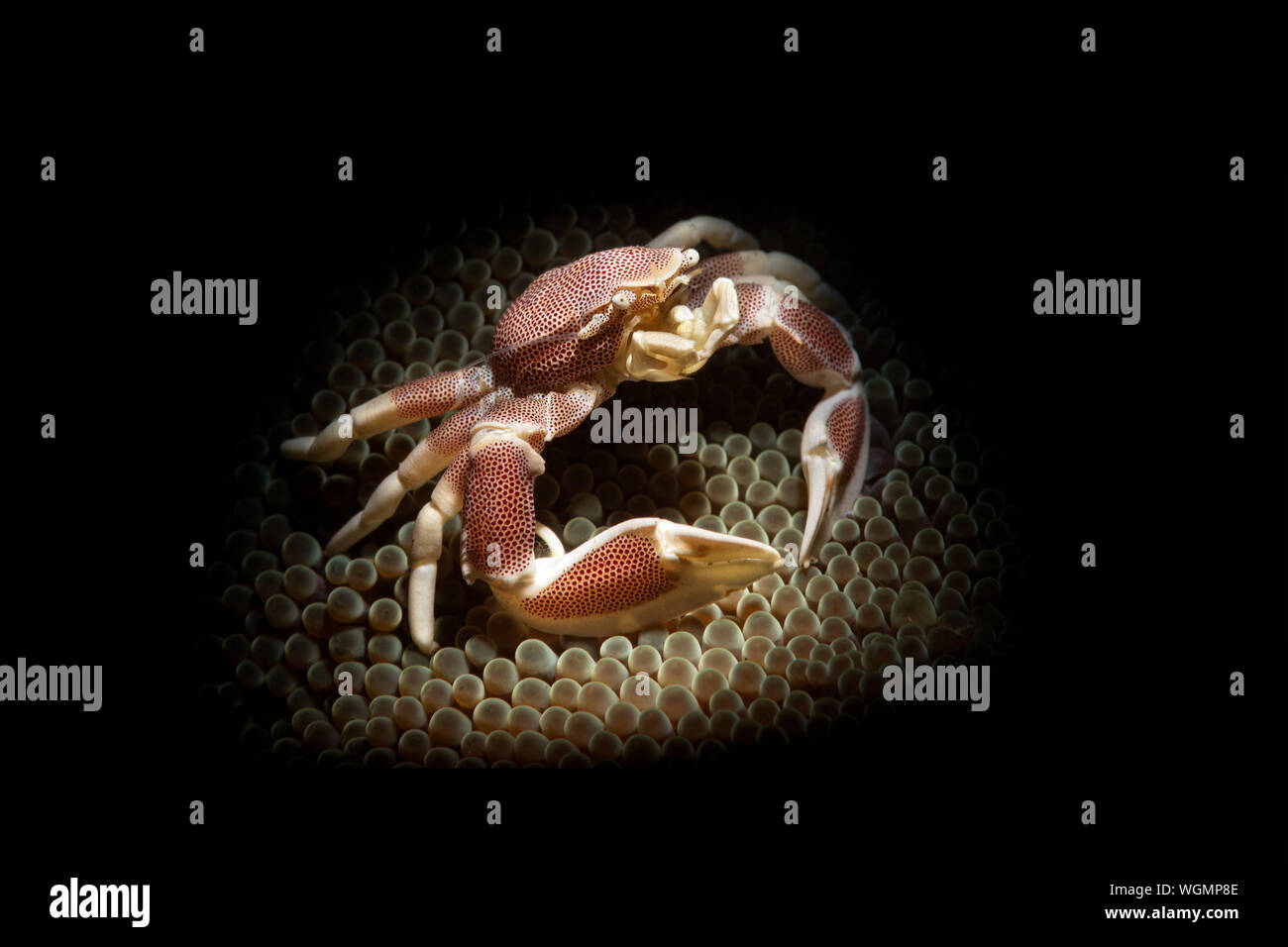 A porcelain crab, lit with a snoot, sits in a sea anemone waiting to feed on animals the anemone catches. Stock Photo
