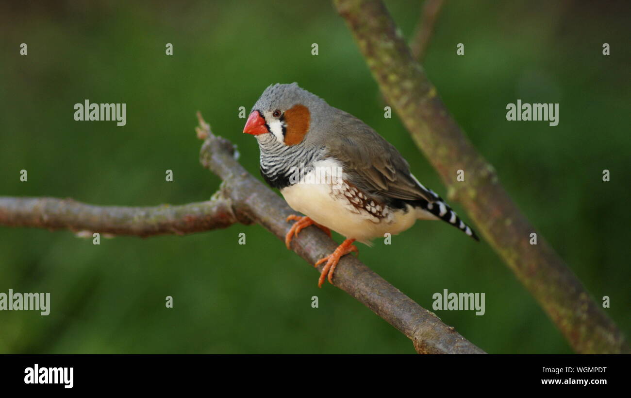 Little bird on a branch Stock Photo Alamy
