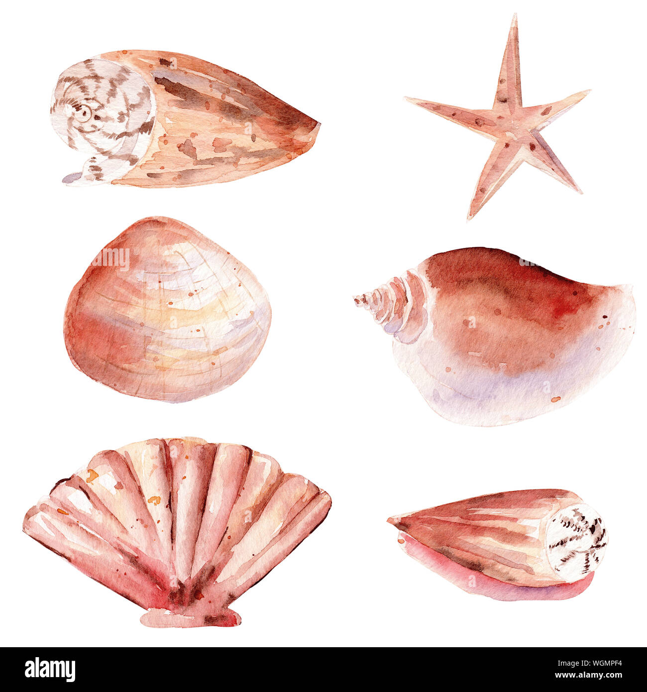 Seashells hand drawn watercolor raster illustration set. Starfish ...