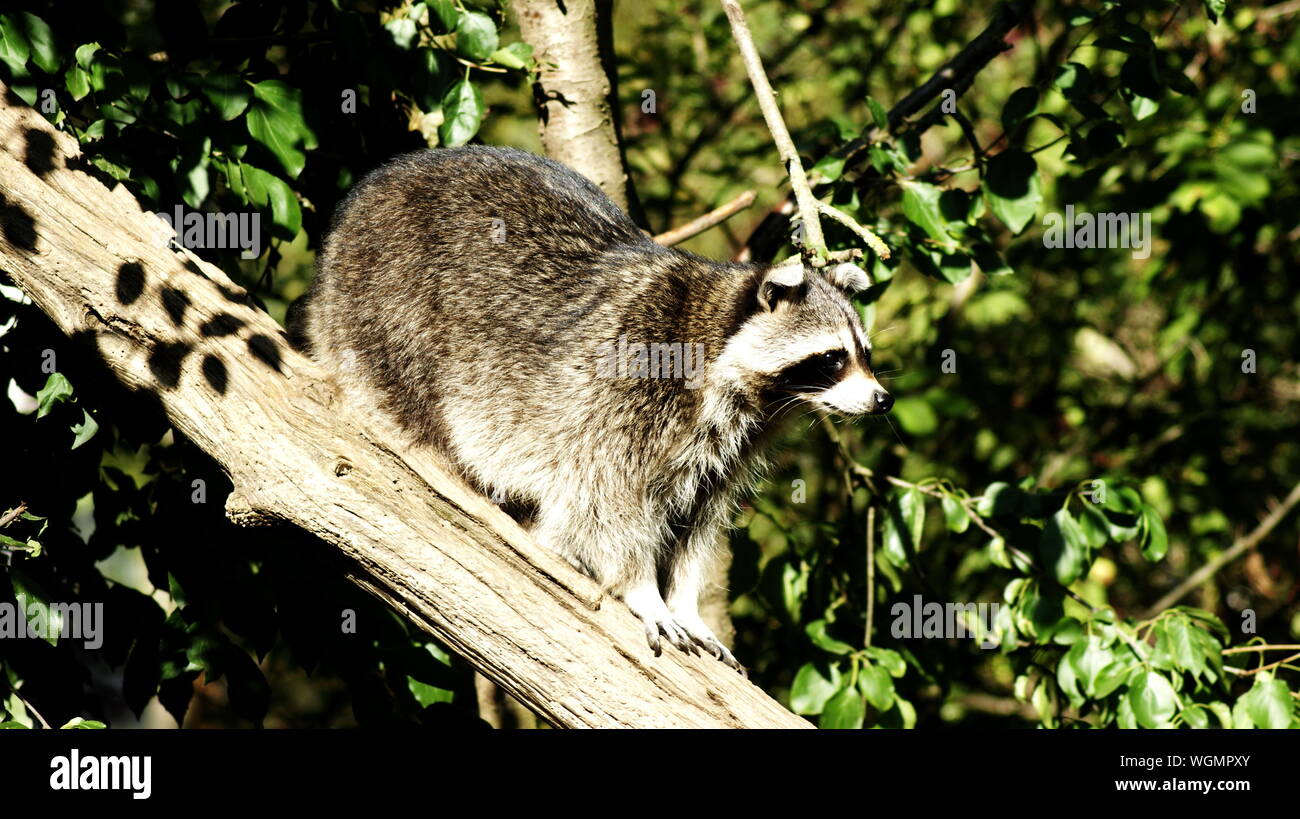 Raccoon on the tree Stock Photo