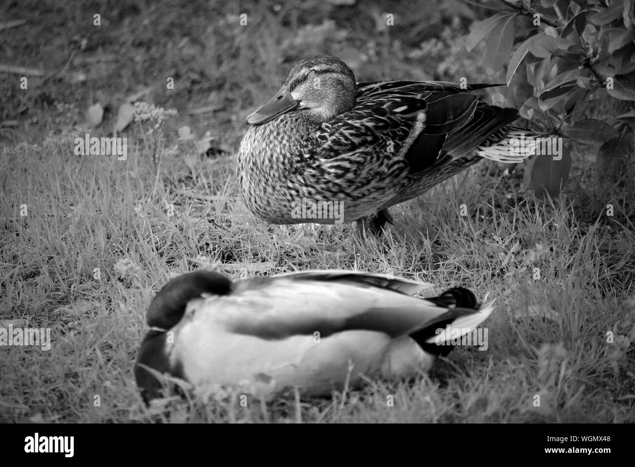 Two ducks mallard ducks Black and White Stock Photos & Images Alamy