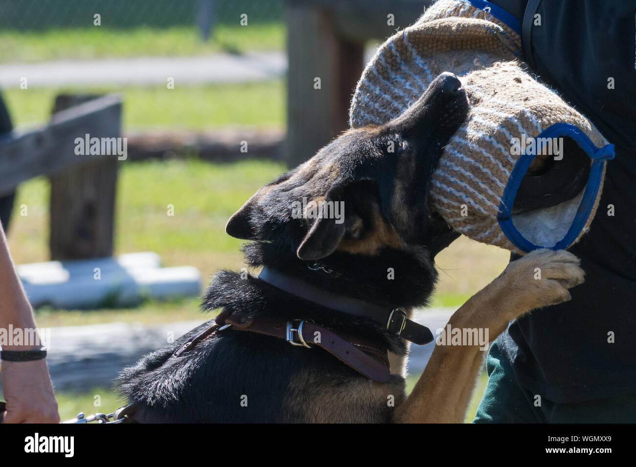 Dog Biting Arm High Resolution Stock Photography and Images Alamy