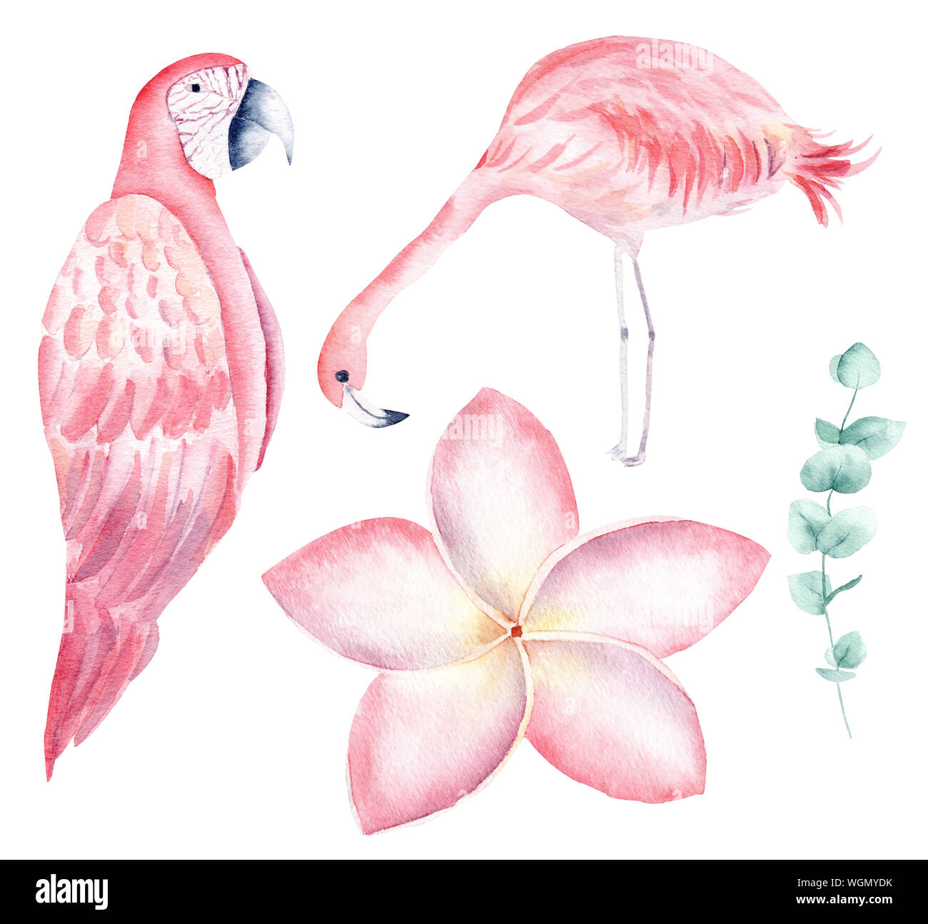 Tropical nature hand drawn watercolor raster illustration set. Parrot and flamingo isolated pack. Exotic flowers, orchid and liana aquarelle drawing. Stock Photo